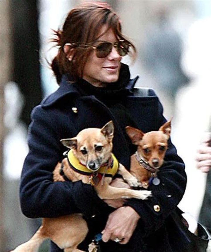 Sandra Bullock Pets - Celebrity Pets