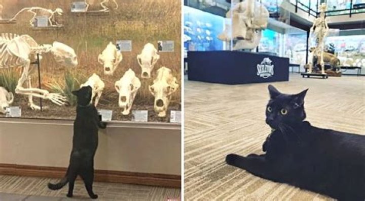 Sir Indiana Bones: From Shelter Cat to Museum Manager