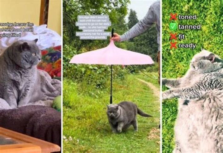 Smudge the Cat Is Your Unlikely Fitness Influencer