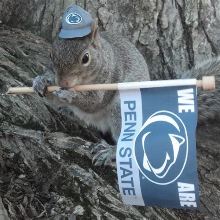 Sneezy the Penn State Squirrel has More Shool Spirit Than You’ll Ever Have
