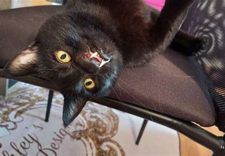 Special Looking Kitten Finds a Forever Home with The Shelter Staff