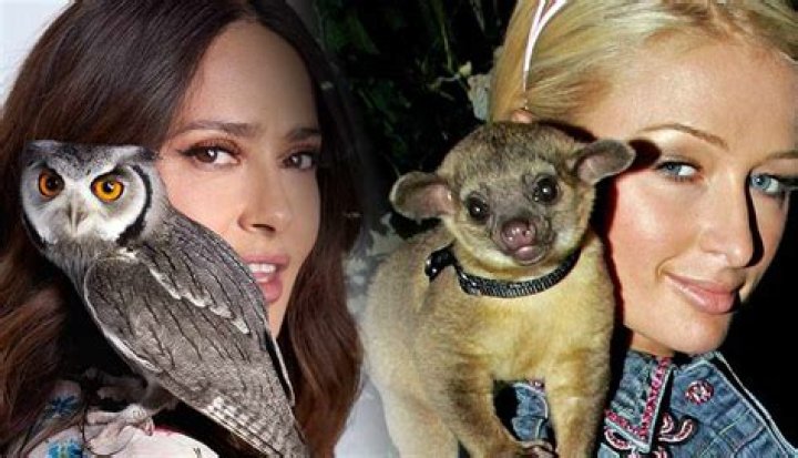 Ten of the Most Famous Celebrity Pets