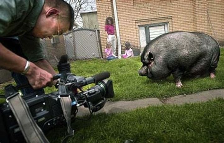 The story of Lulu the pig, who “played dead” to save owner’s life