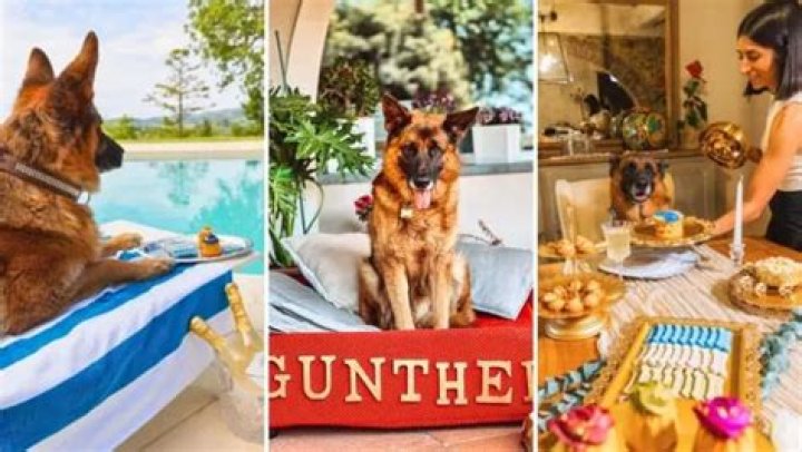 The World’s Richest Dog, Gunther VI, Will Be Cloned To Preserve His Canine Dynasty