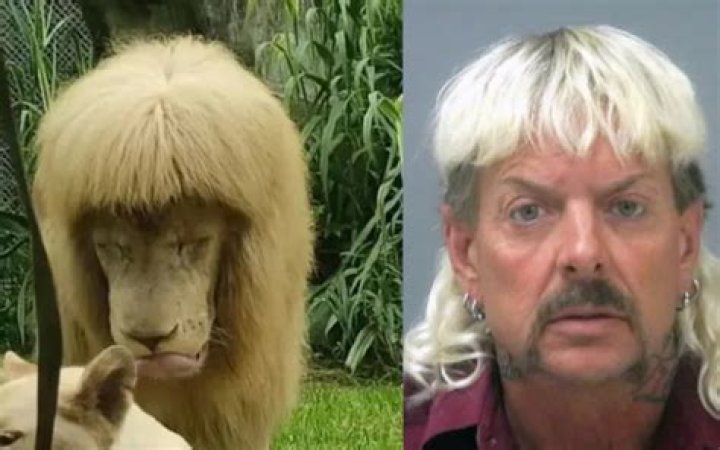 This Lion has a Mullet.