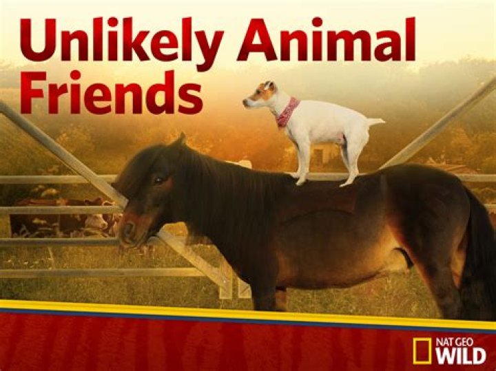 Unlikely Animal Friendships Are a Literal Dog and Pony Show