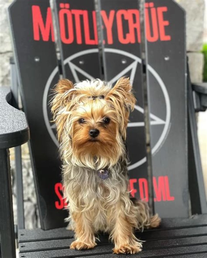 Vince Neil Pets - Celebrity Pets